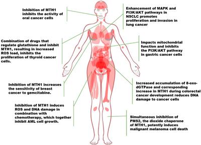 Targeting the nucleic acid oxidative damage repair enzyme MTH1: a promising therapeutic option